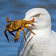 European herring gull (Larus argentatus) looking on squirming green shore crab (Carcinus maenas) on sandy beach along the North Sea coast in summer